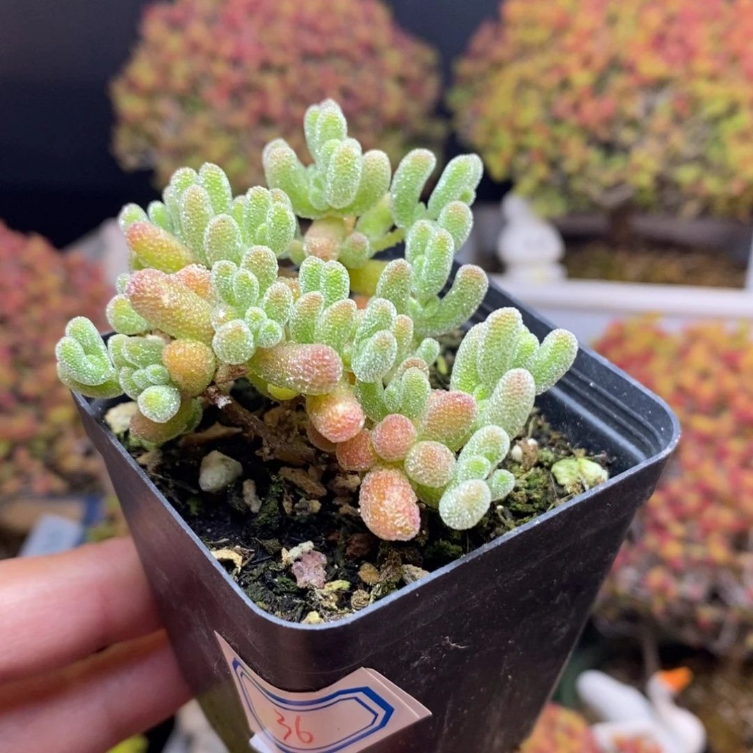 无花朵36号优选冰晶枝干