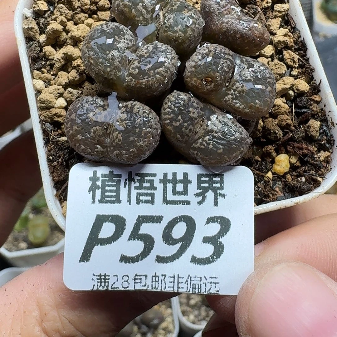 多肉植物的润泽fgnn