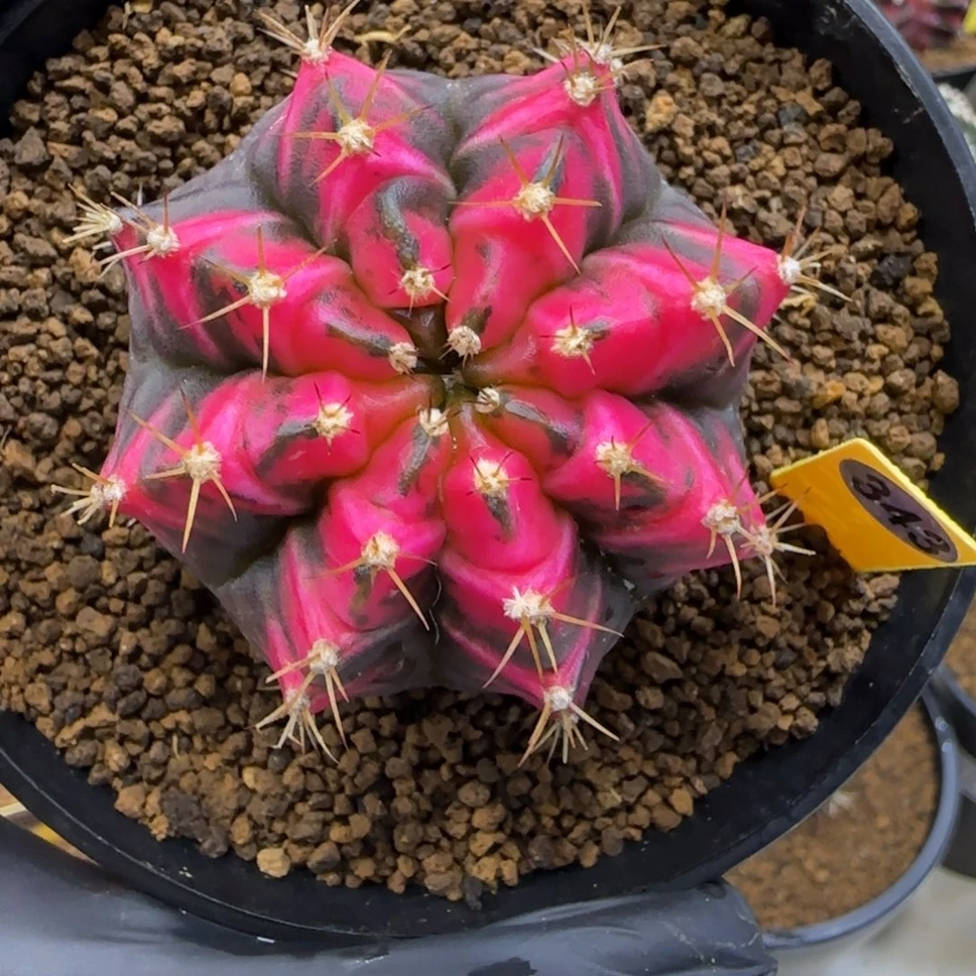 343号泰系米哈锦侧芽