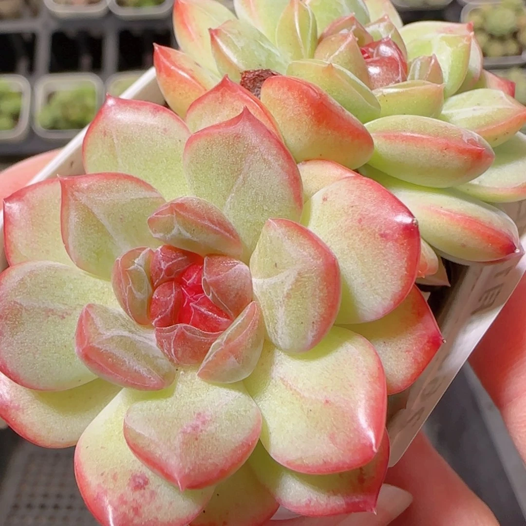 花语逸镜1023-266琴心