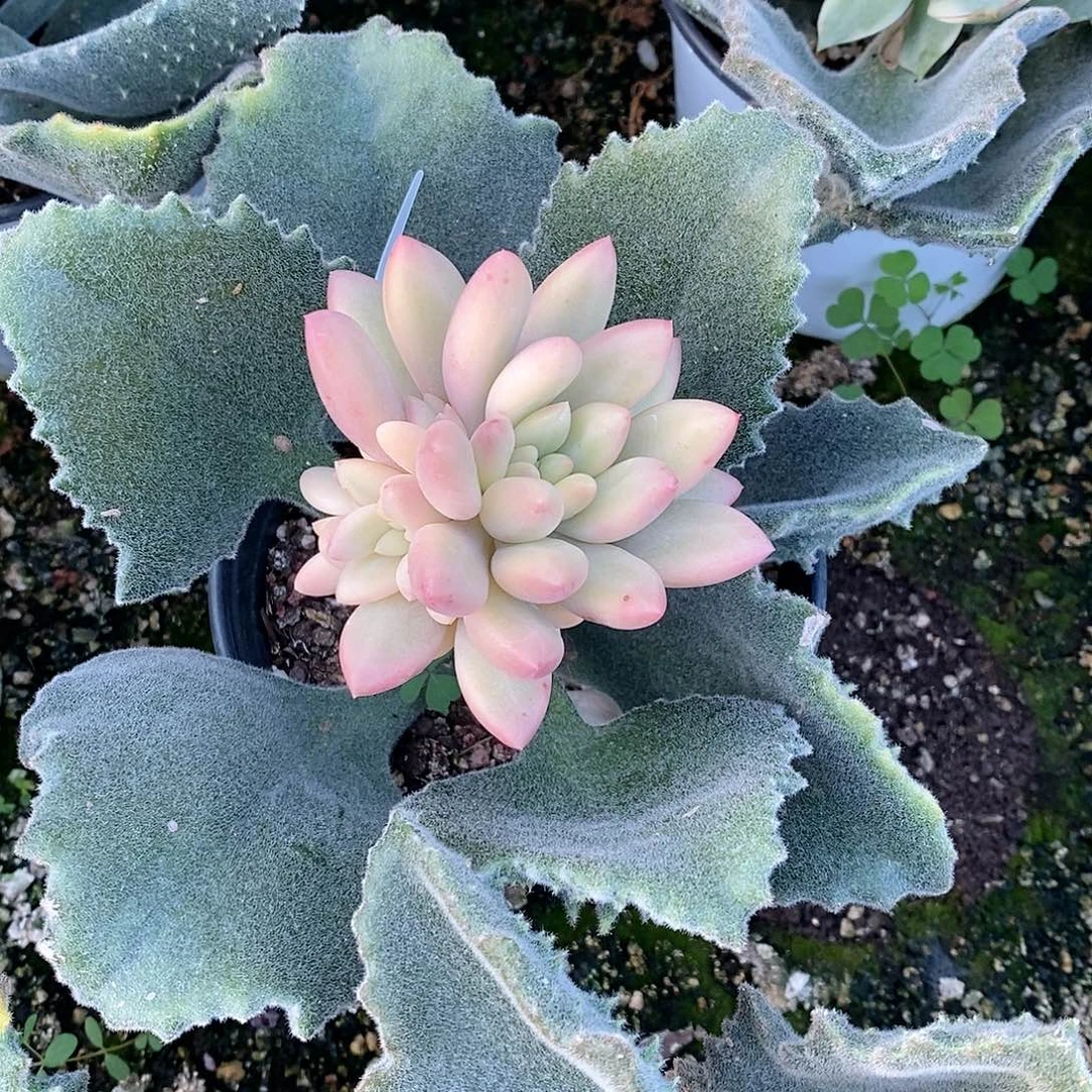多肉植物老桩多肉植物锦多肉