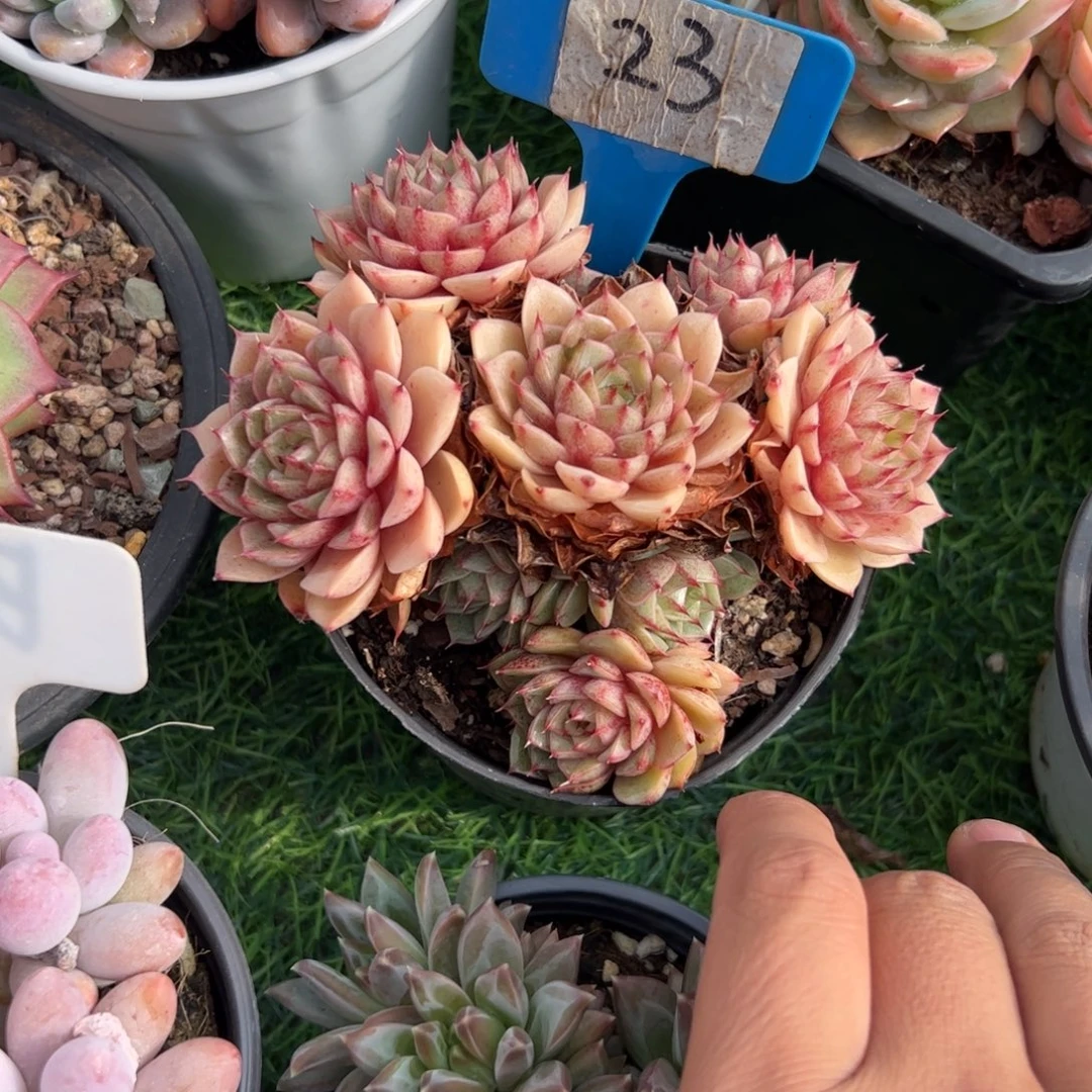 本吧多肉植物保护研究所