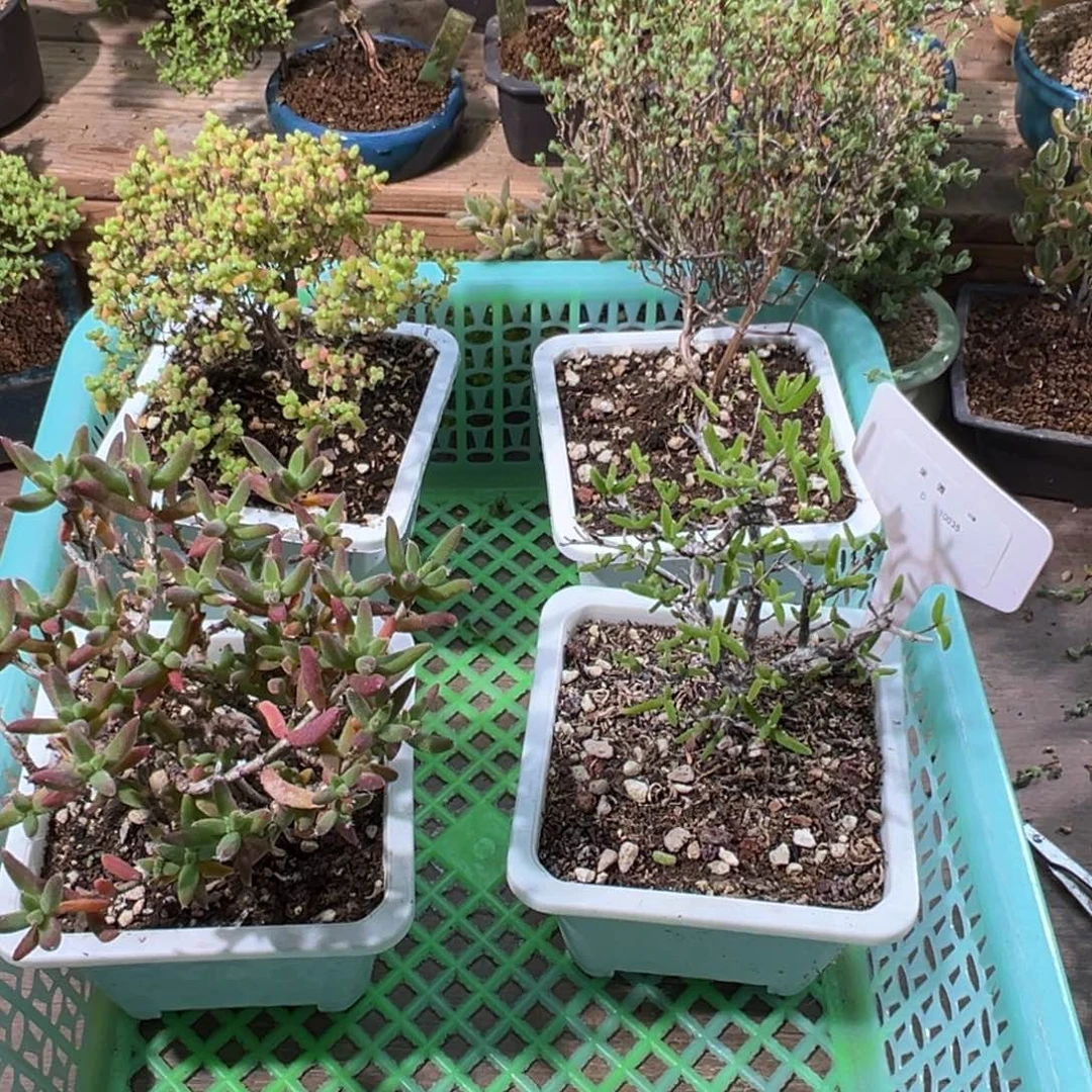 10035特价商品福利款