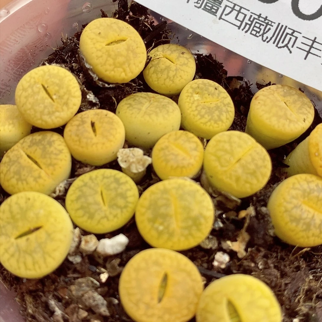 我还想和他们出去逛逛看看啊我060