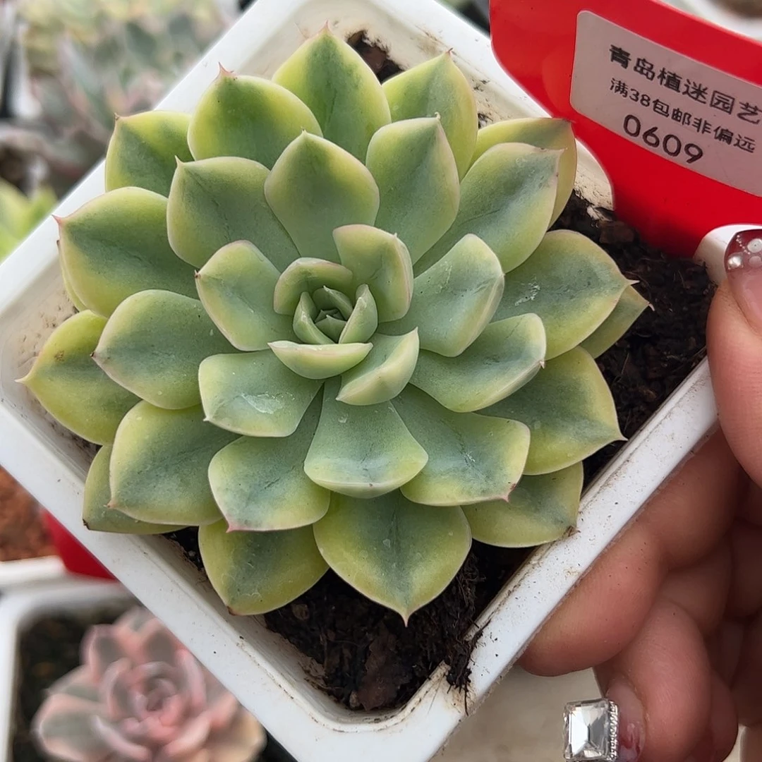 0609抹茶菩提锦多肉植物