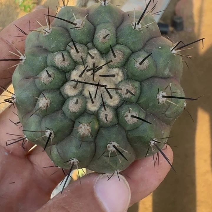 黑王无根6666666666