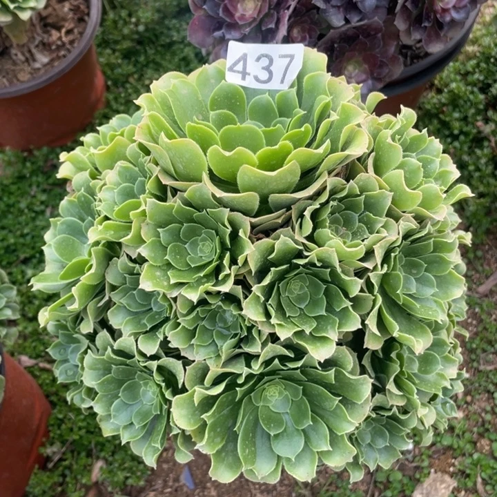 437多肉植物绿玫瑰
