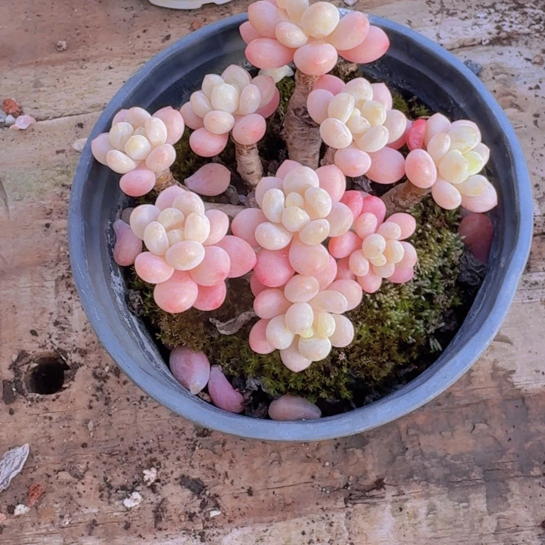 鱼子酱多肉植物17.8