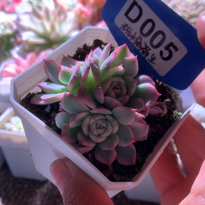 粉水晶群生覆轮锦有根