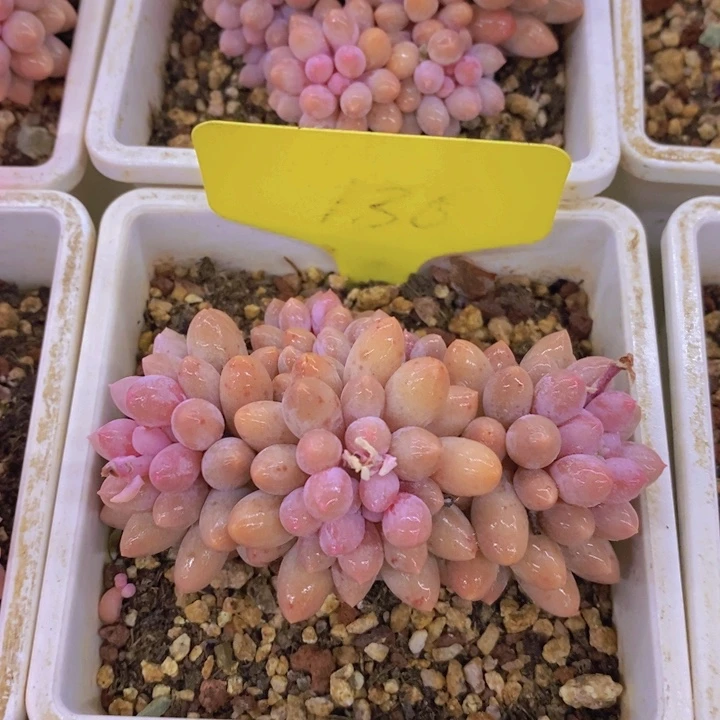 木**心多肉植物，一物一拍