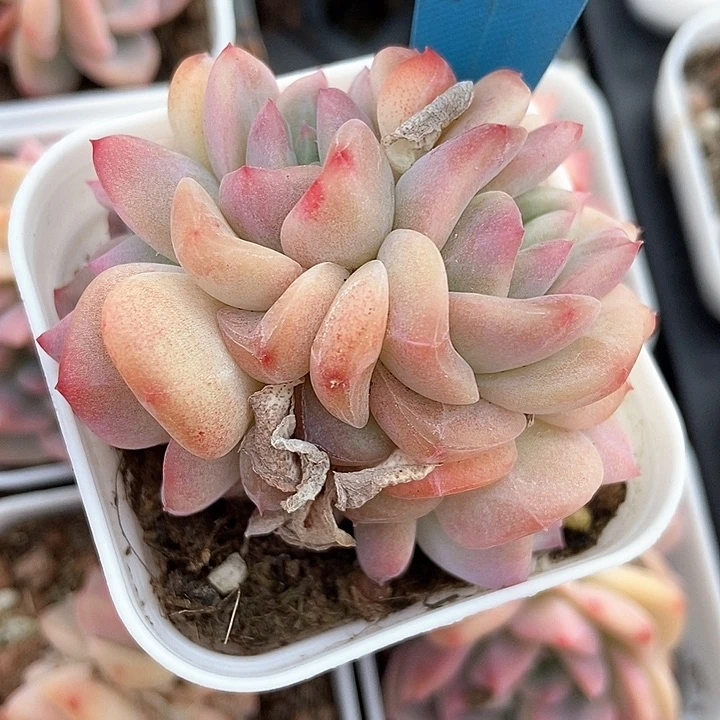 多肉植物19多肉多