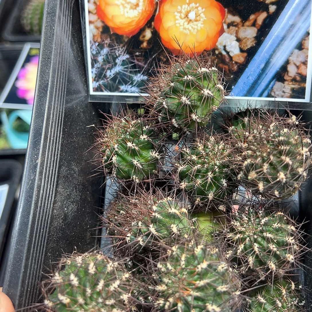 强刺火焰沟宝山仙人球