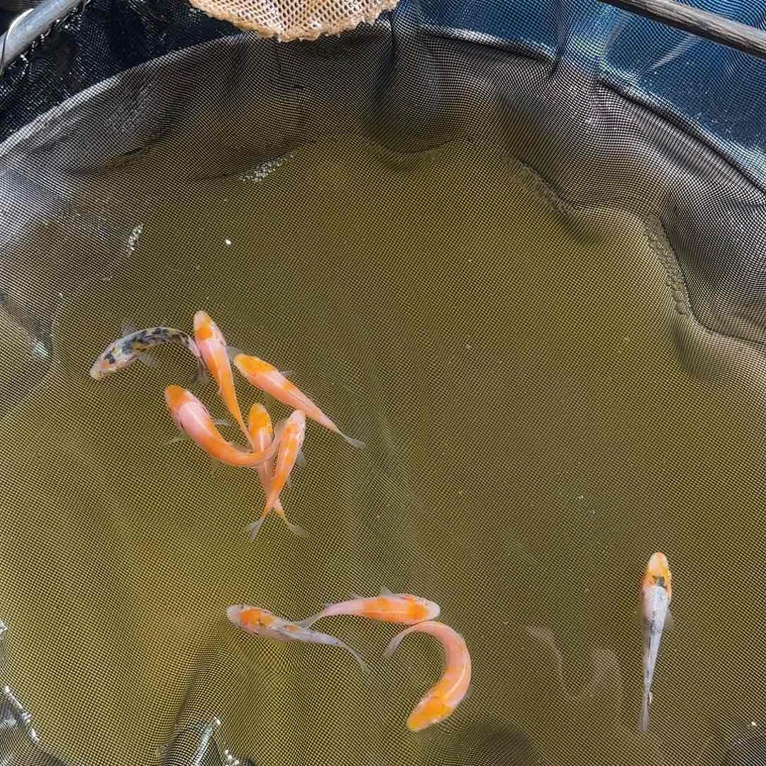 锦鲤浮*@锦鲤的故事是