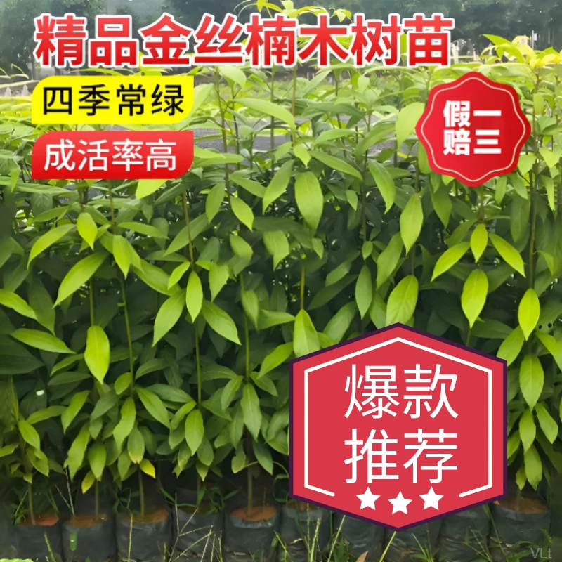 四川正宗原土金丝楠木树苗庭院名贵树苗小叶桢楠赤楠常绿耐寒楠木