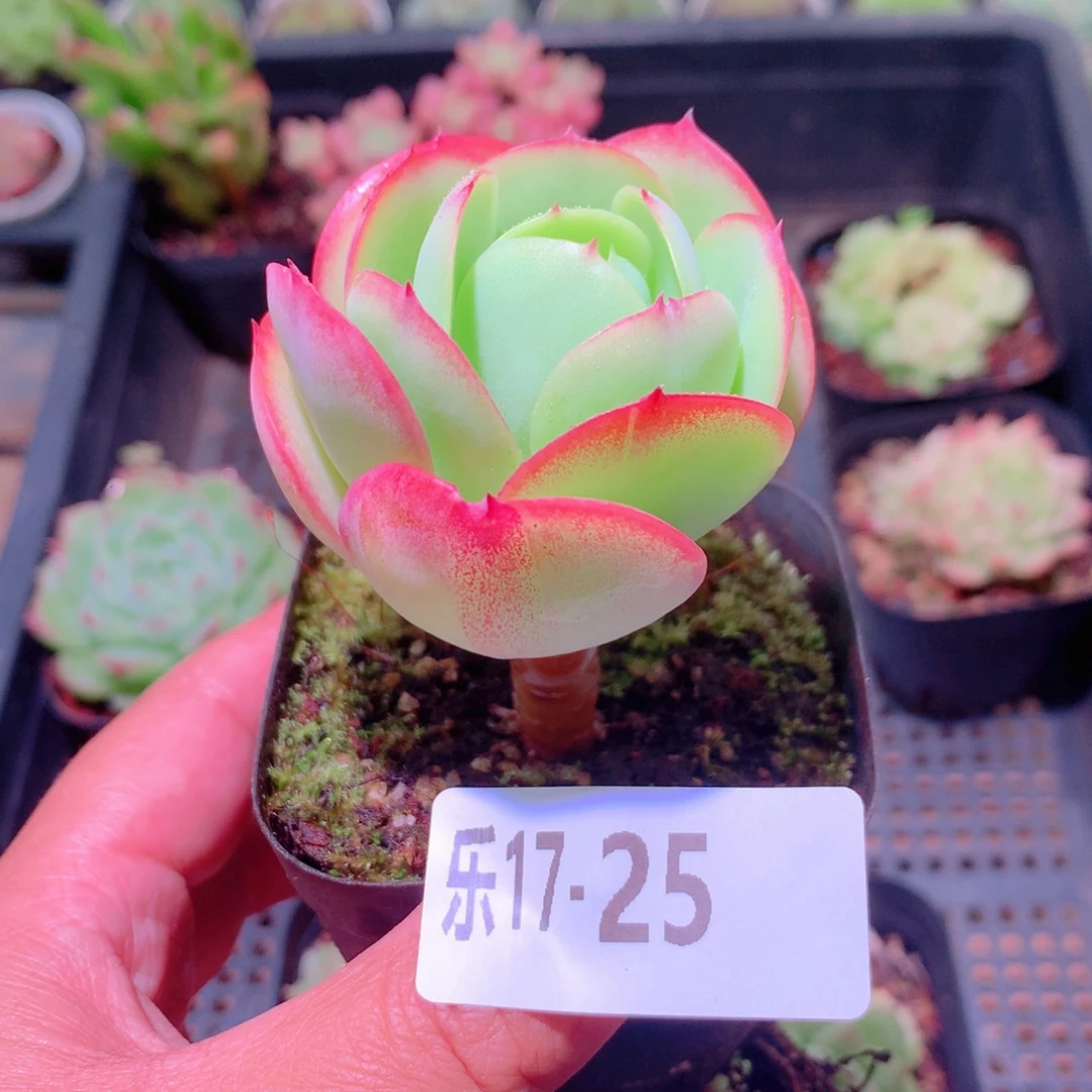 乐然17-25 桃花石