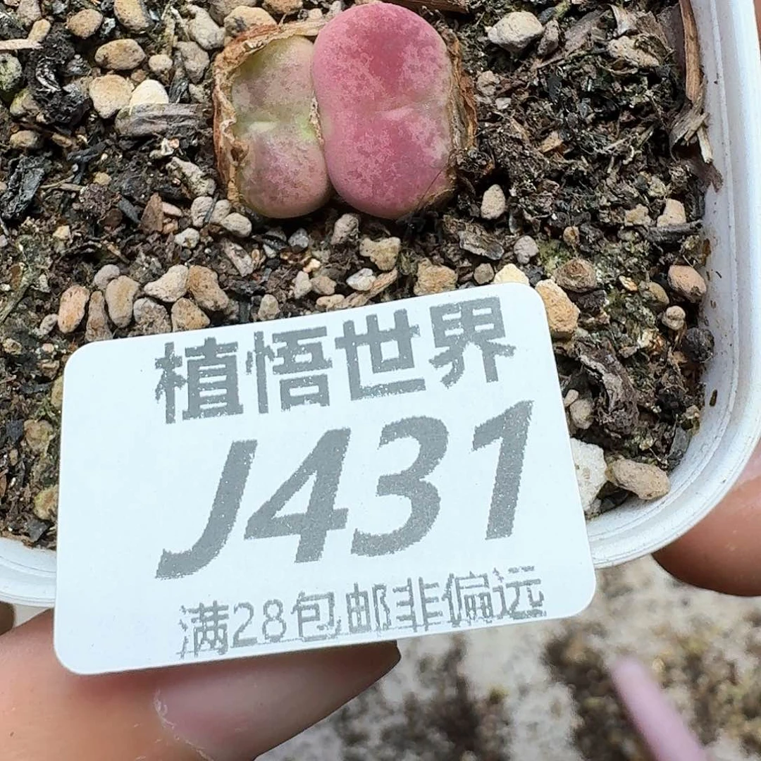 多肉植物的润泽额f f