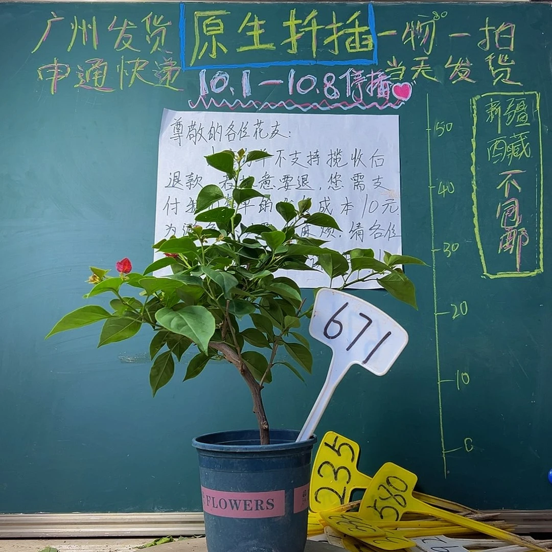当前无花栽培后可以开花下播 不甜西瓜671