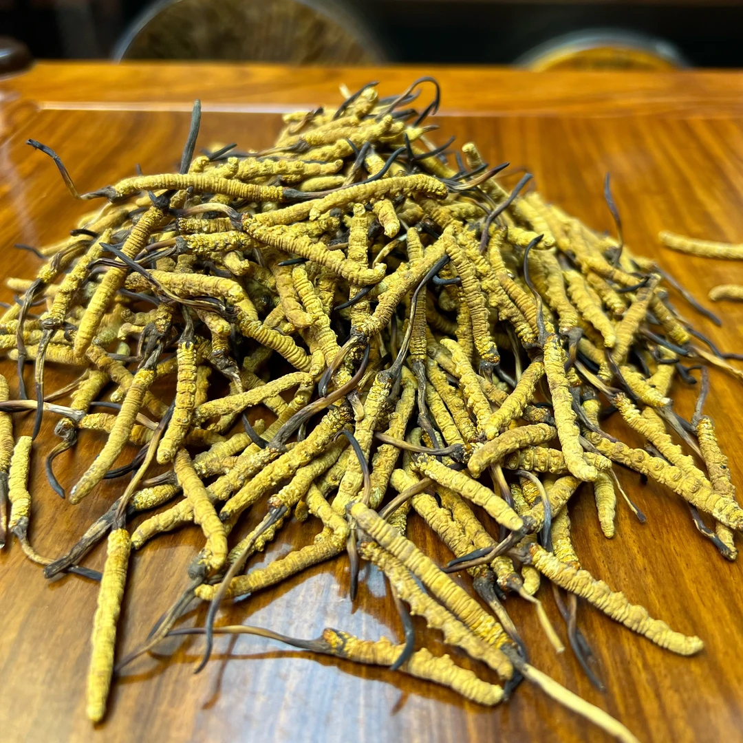 【冬虫夏草】500条 小黄芽 2025新干草 自然晒干 品质滋补实拍图