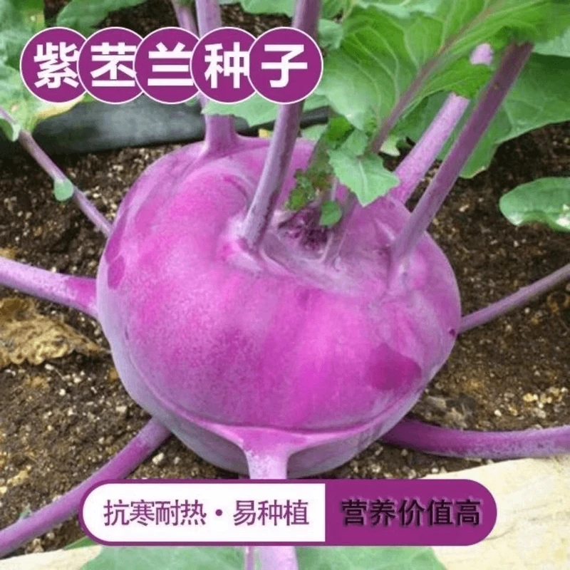 【全店满5包包邮】水果苤蓝种子紫苤兰球茎苤菜天津青苤蓝大头菜