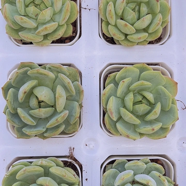 海盐薄荷带盆多肉