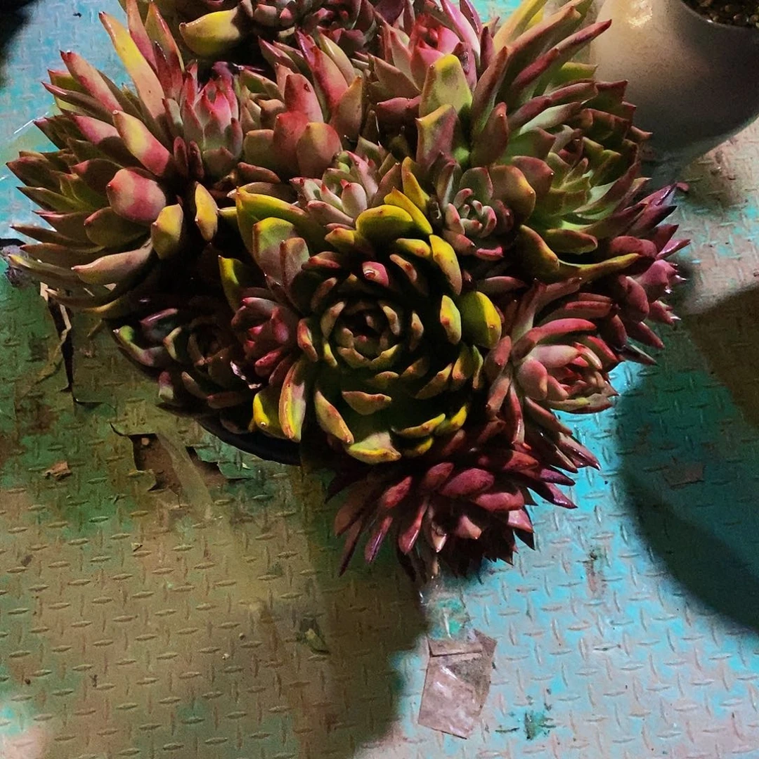 兜*老桩美版佛兰克多肉带盆