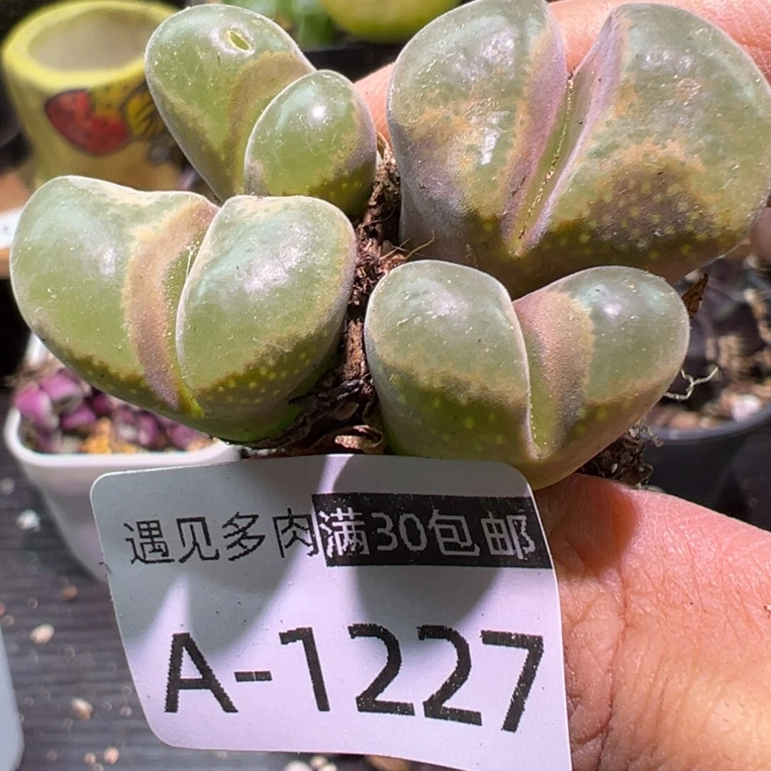 多肉植物1111111111111