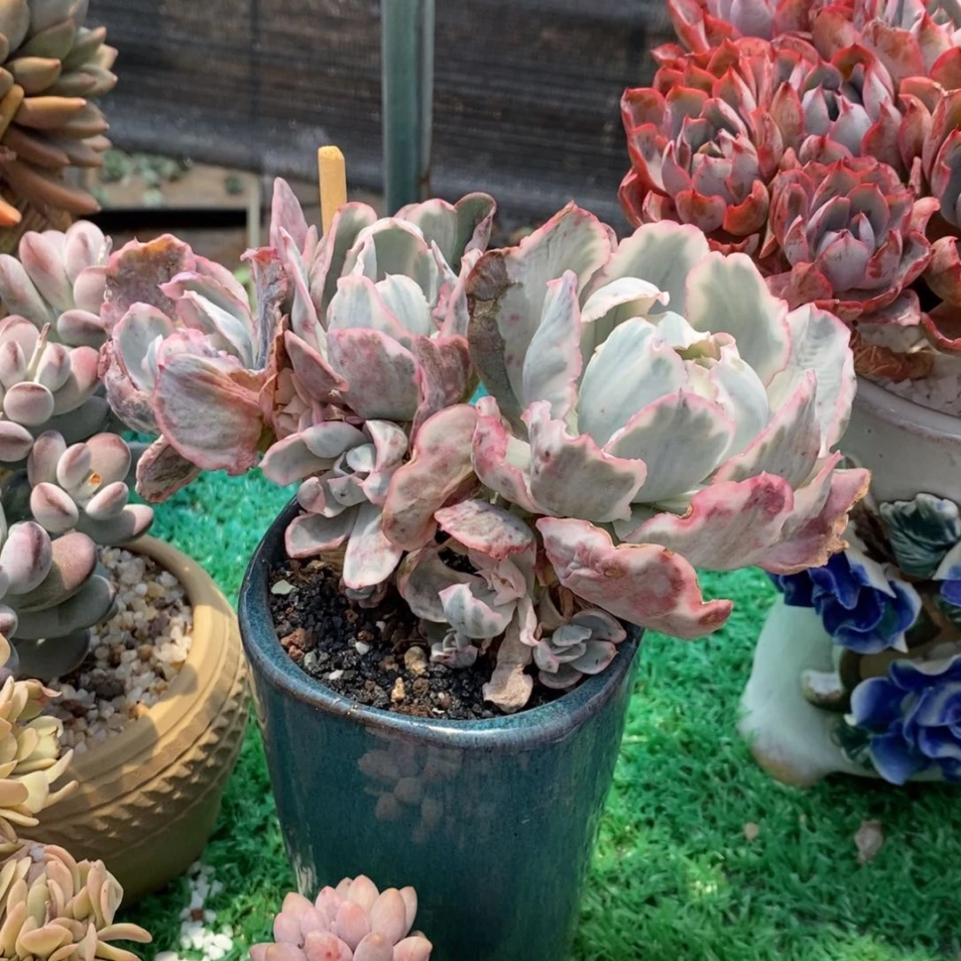 抗****克抗风的皮夹克伯克利锦