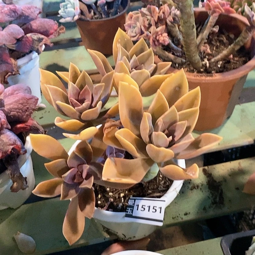 【闪购商品】太妃糖15151