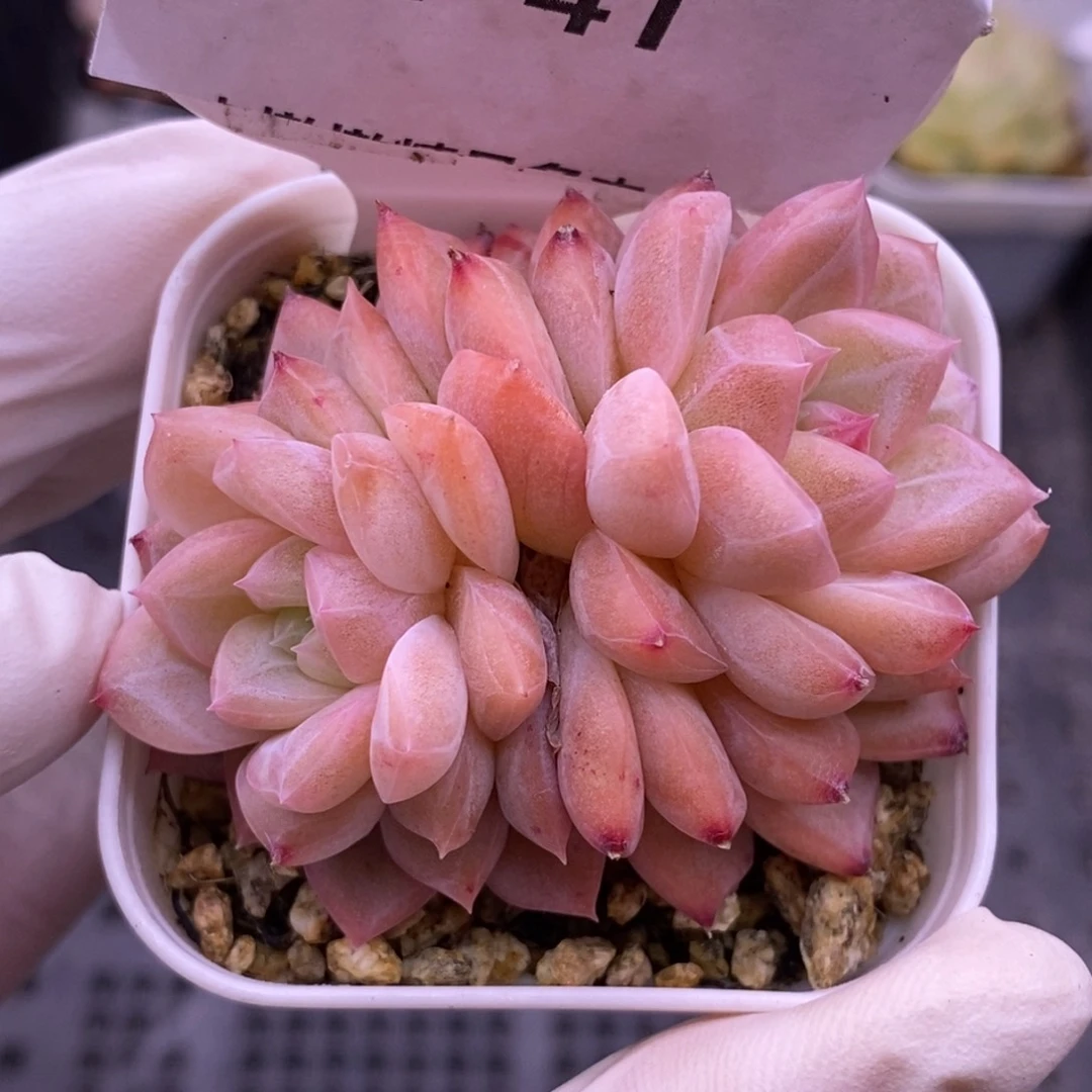 【闪购商品】11-41