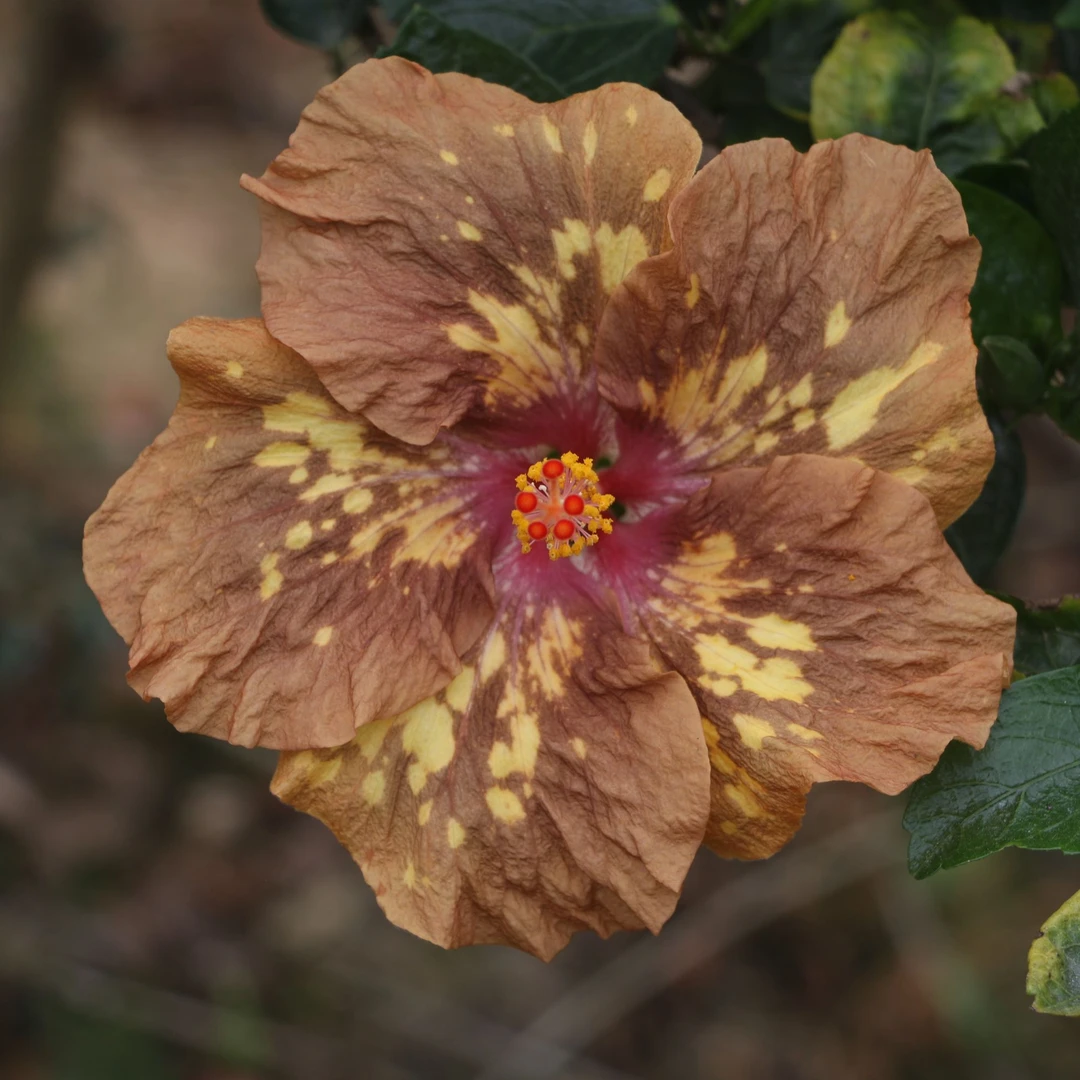 魔鬼花园  新品种朱槿花 扶桑花 阳台室内绿植 四季开花植物