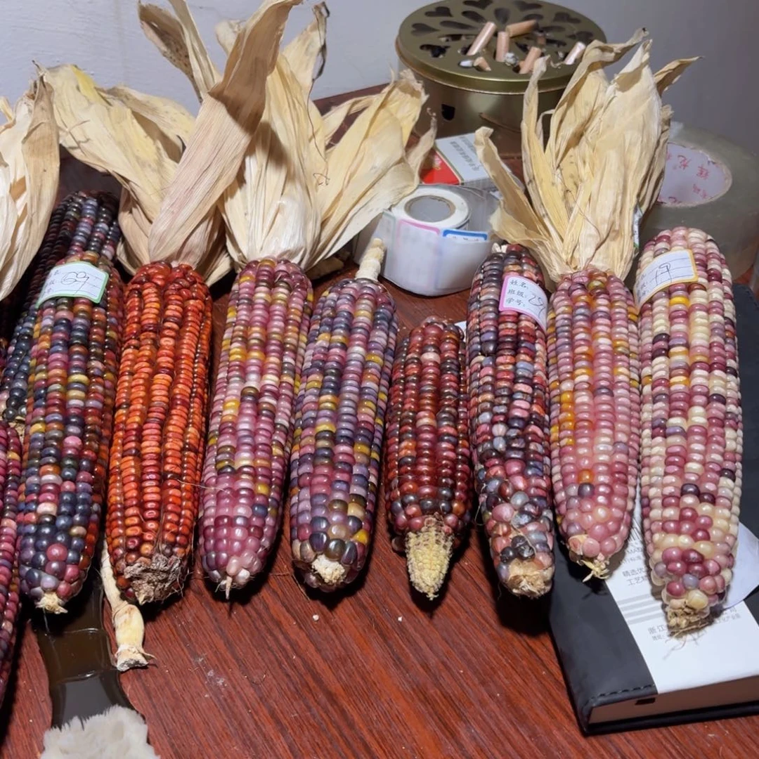 南***意吊坠柏香籽/百香籽