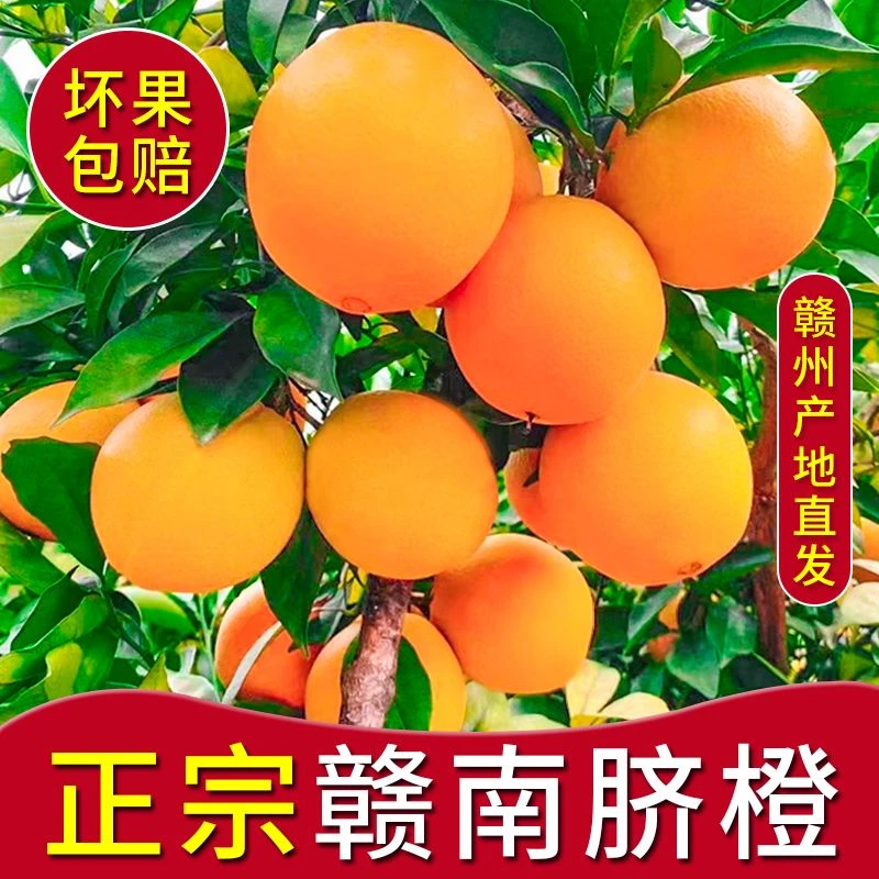 【赣州发货】赣南脐橙新鲜采摘香甜爆汁5斤