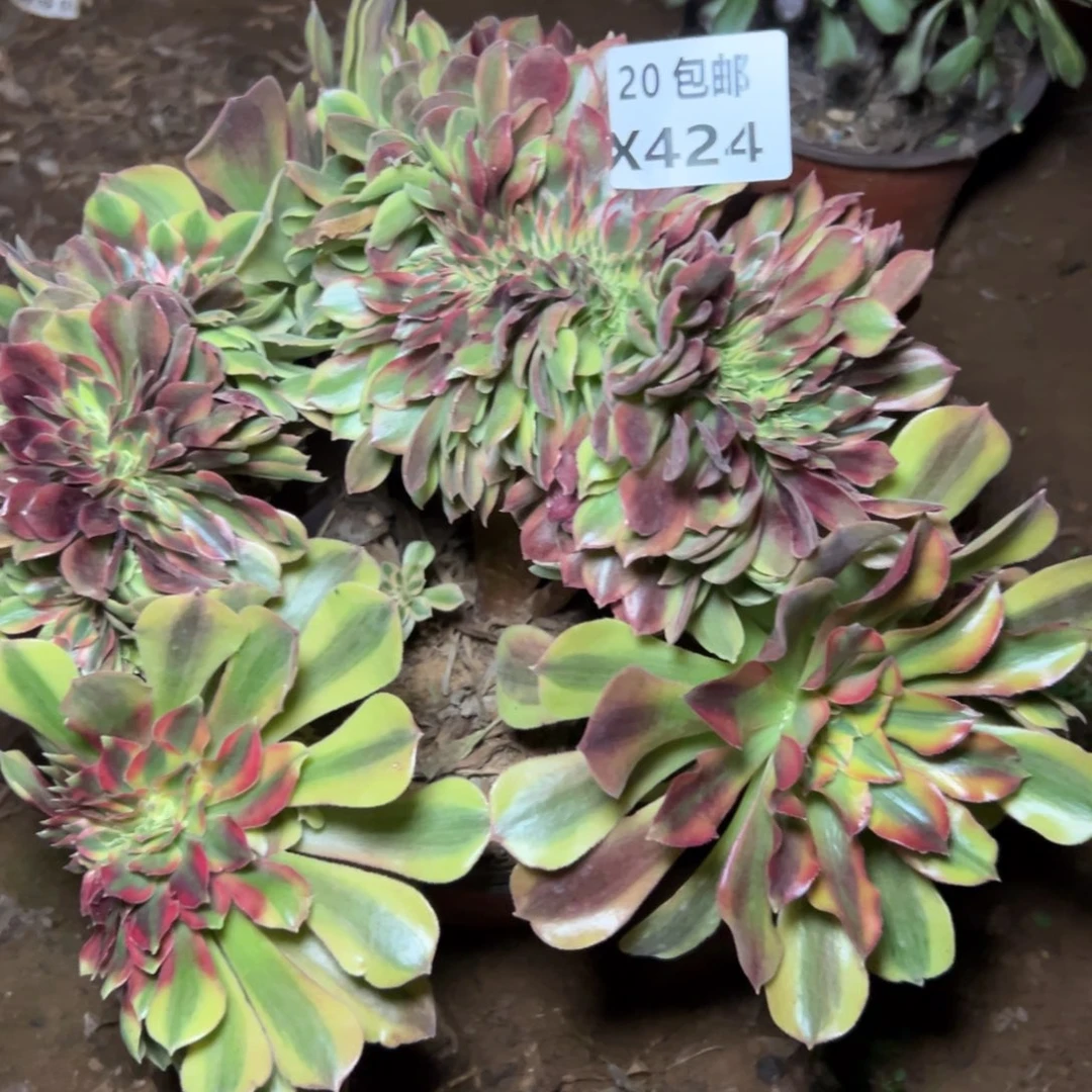 424红秀缀，满20包邮嘟叮熊