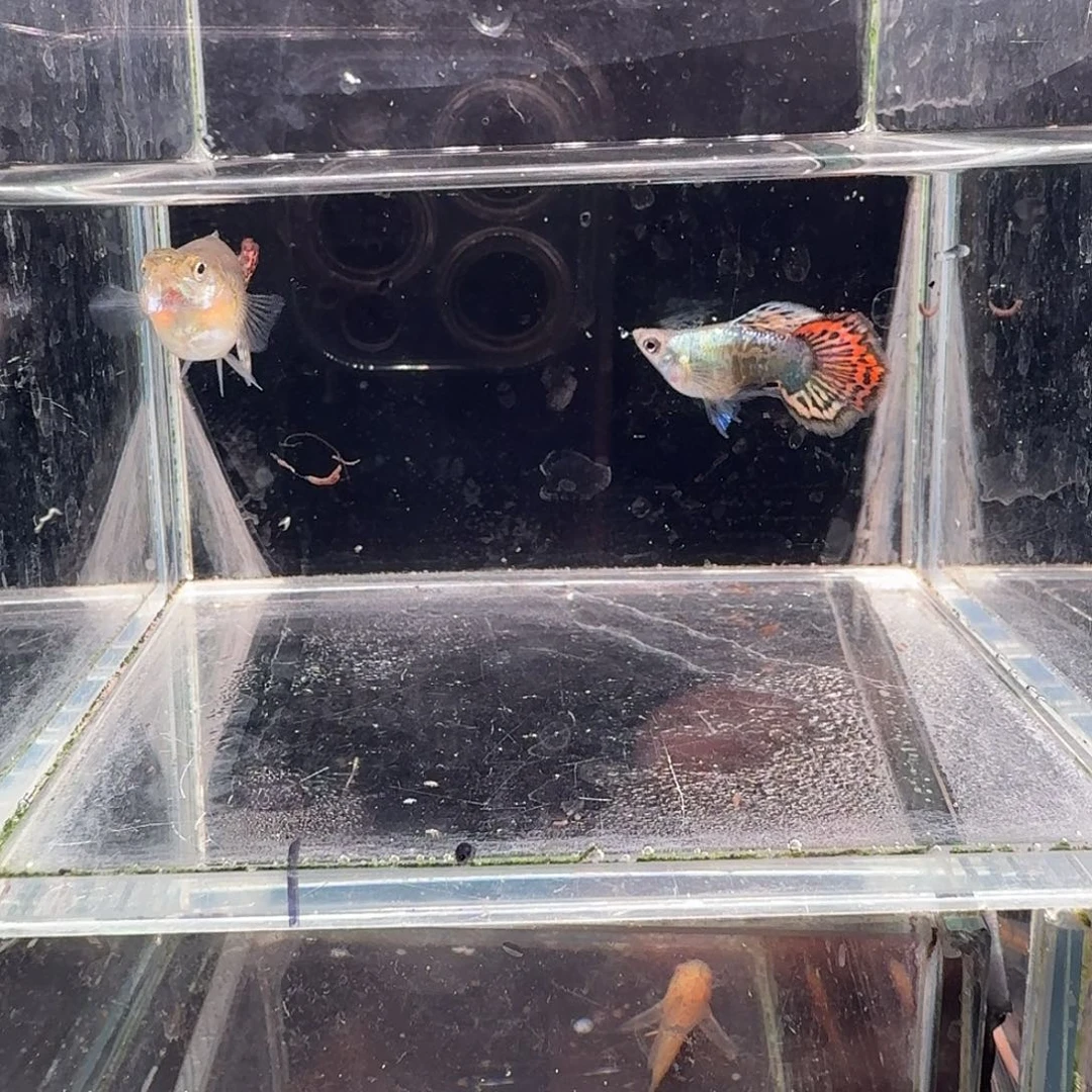 孔雀鱼七彩龙鳞球1对