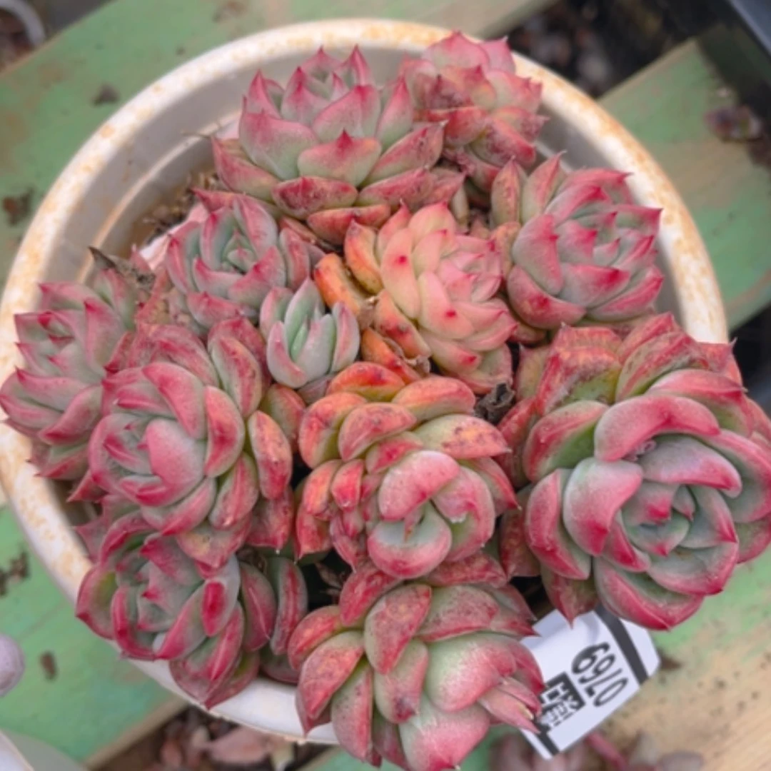 【闪购商品】福诺瑞安娜0769