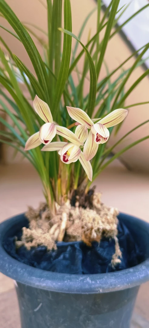 莲瓣兰兰花盆景绿植初春开花幽香兰花盆栽兰草室内室外适合养护