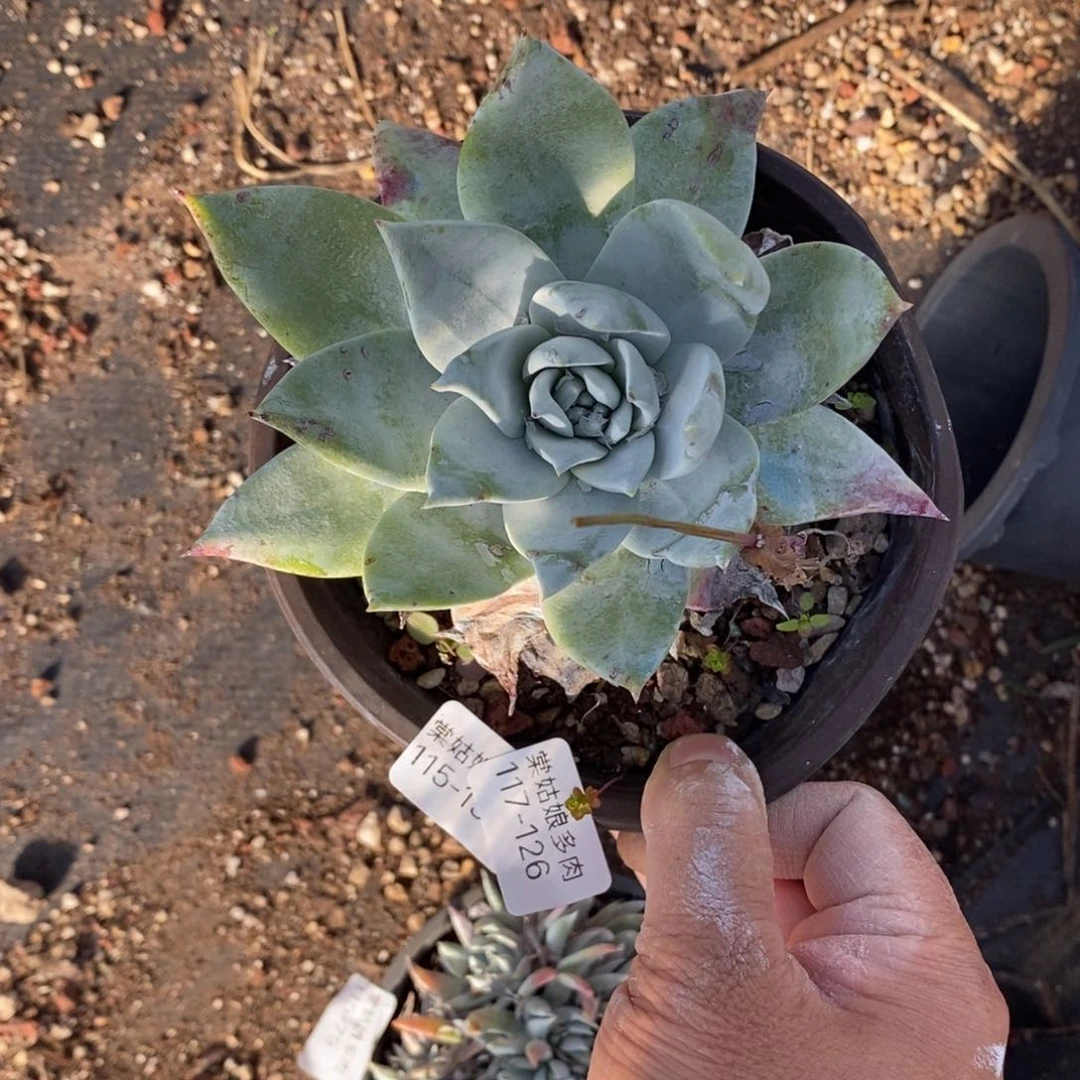 126号普西小可爱呀