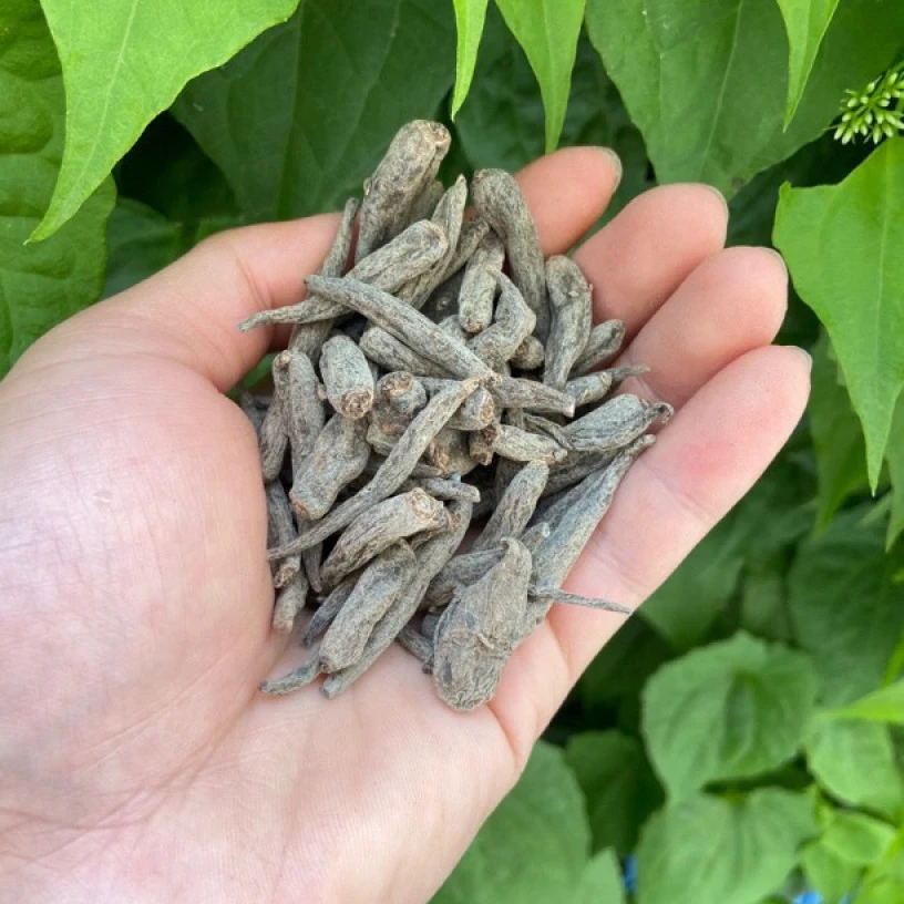 【彭彭先収山货】双-参-太-阳-参150g-500g-初级农产品