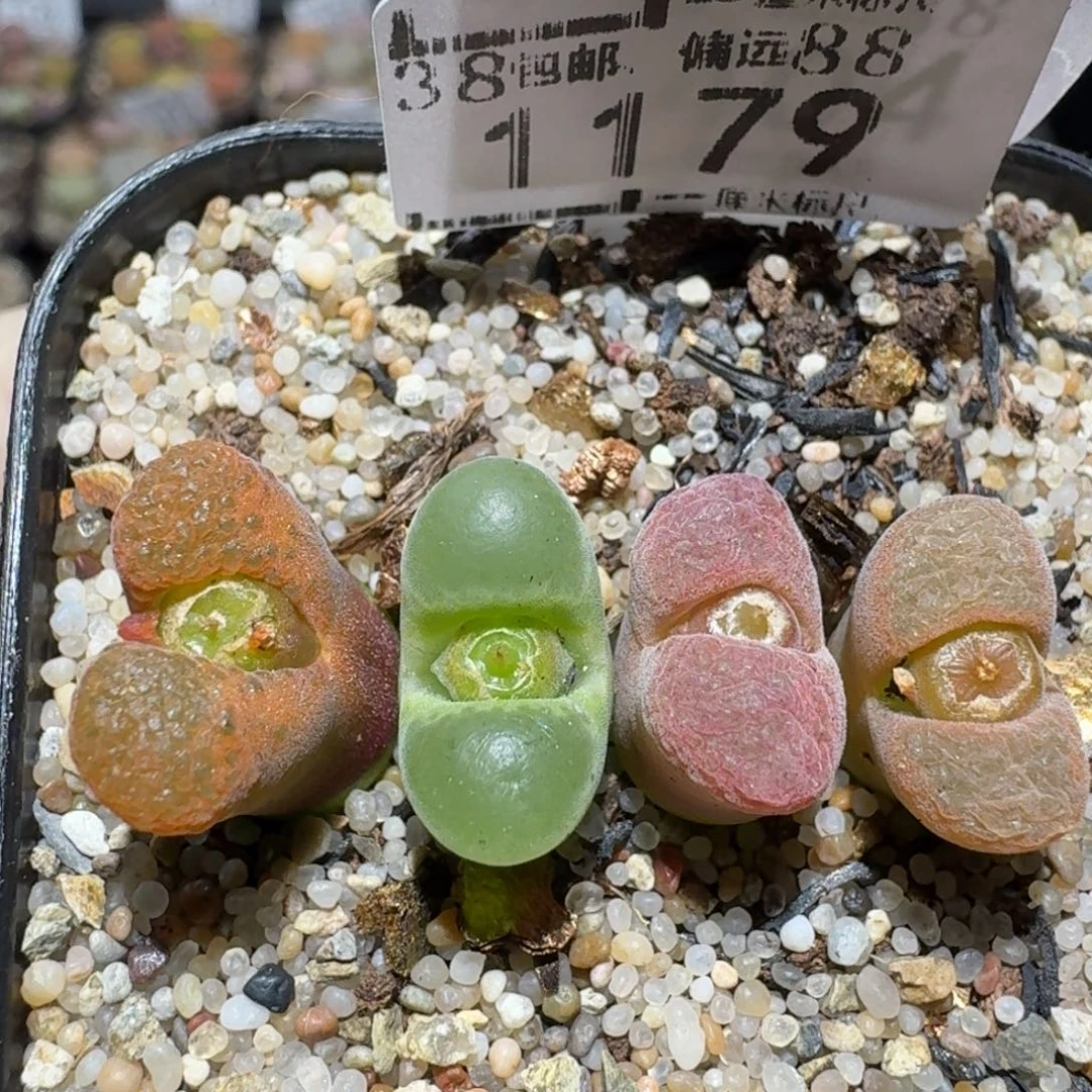 zzzz生石花肉锥1179