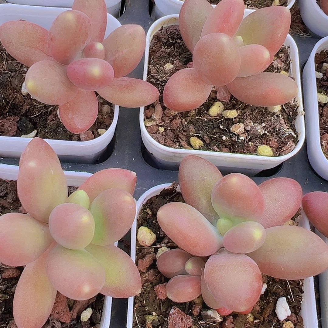 5.5盆芒果奶2颗多肉