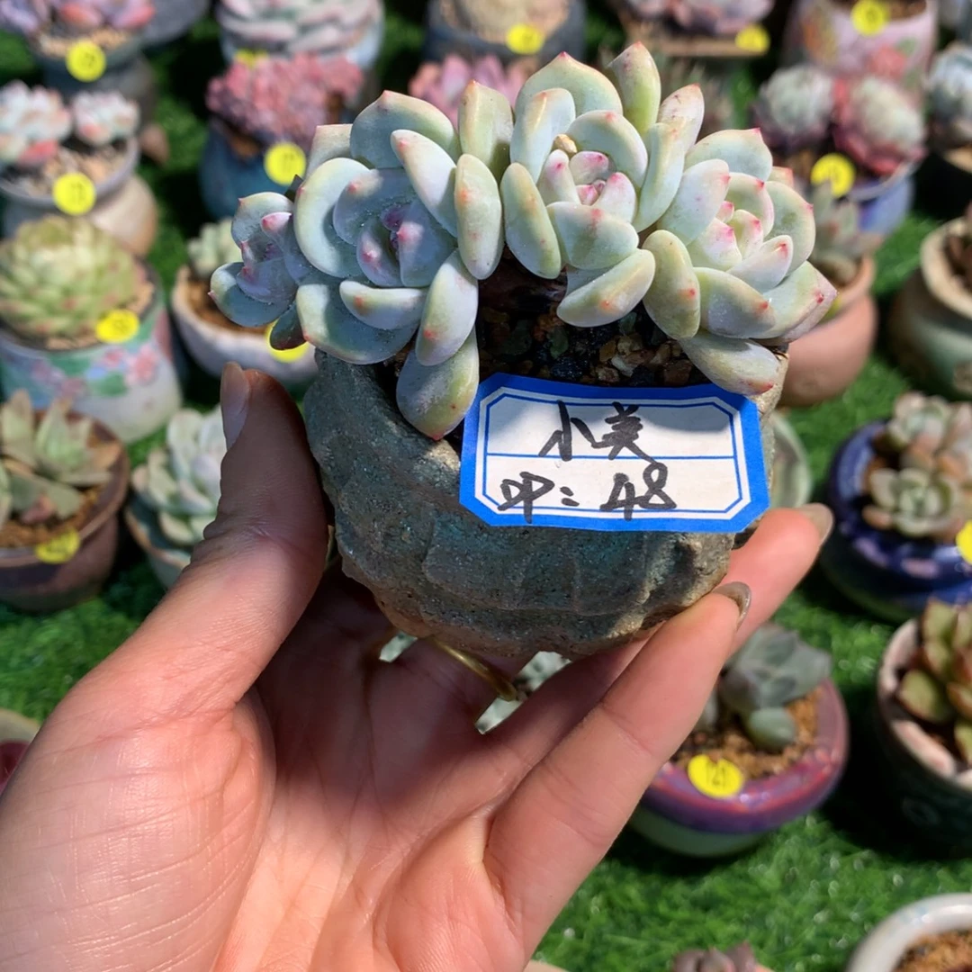 ʚ***美拇指25换48的橙子朵缀   补差价23