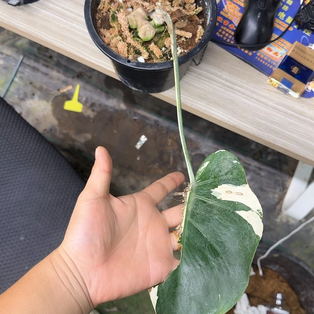 无花朵魏短白底座多芽D1