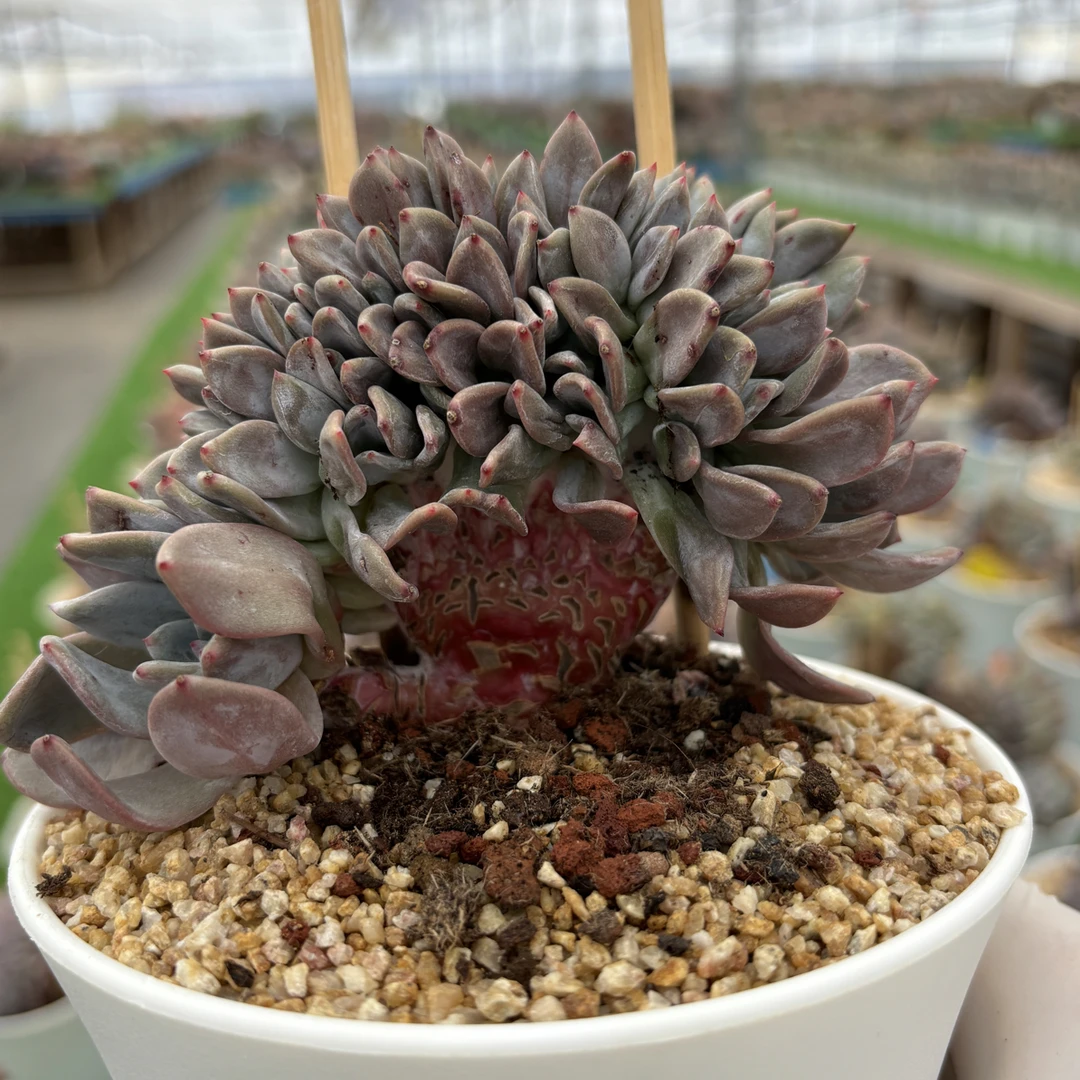 多肉植物一物一拍，石榴籽星影一字v腿