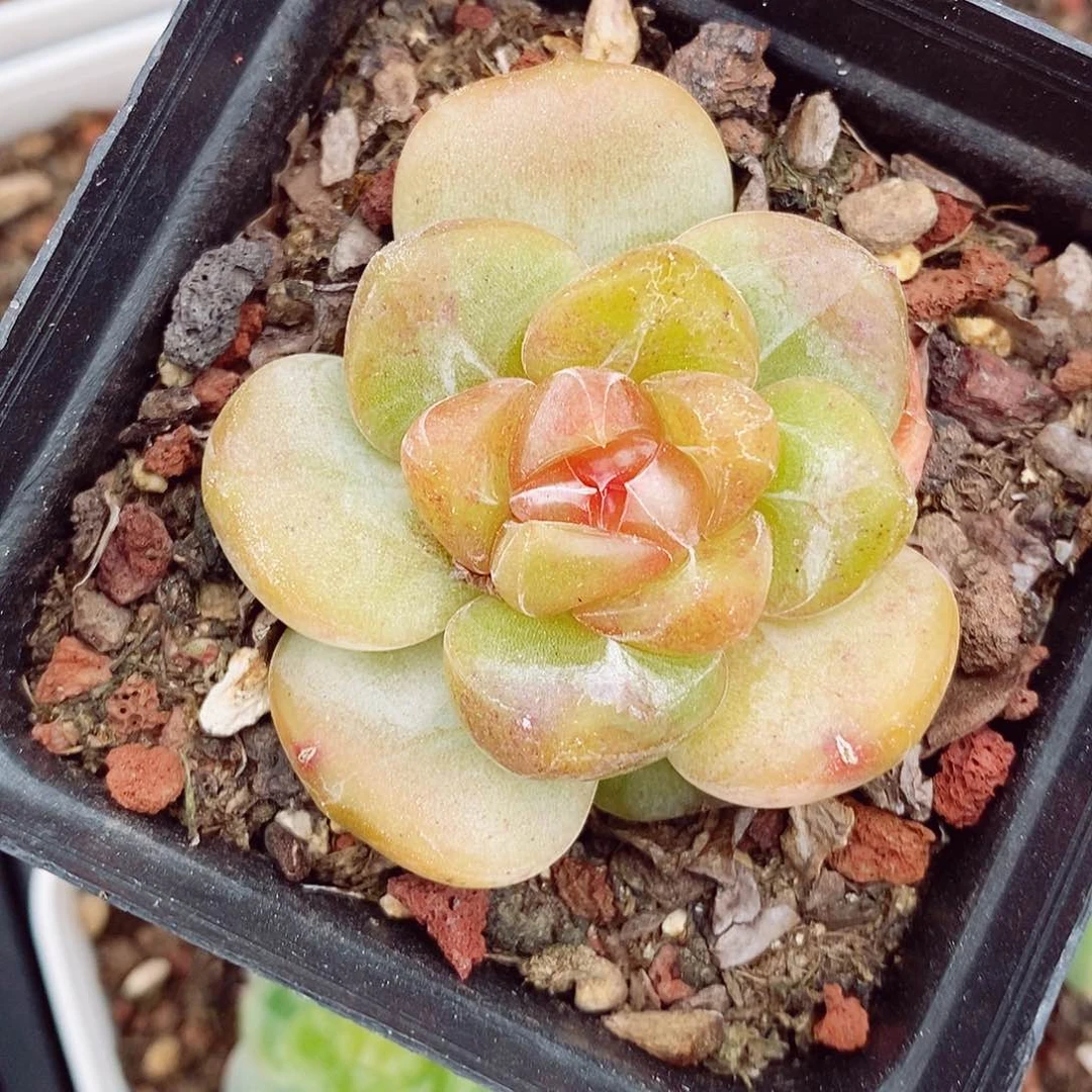 珍妮5-6cm多肉植物