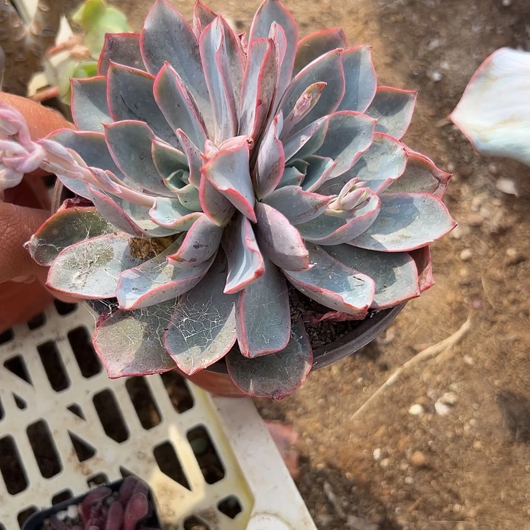 多肉植物双头赫拉
