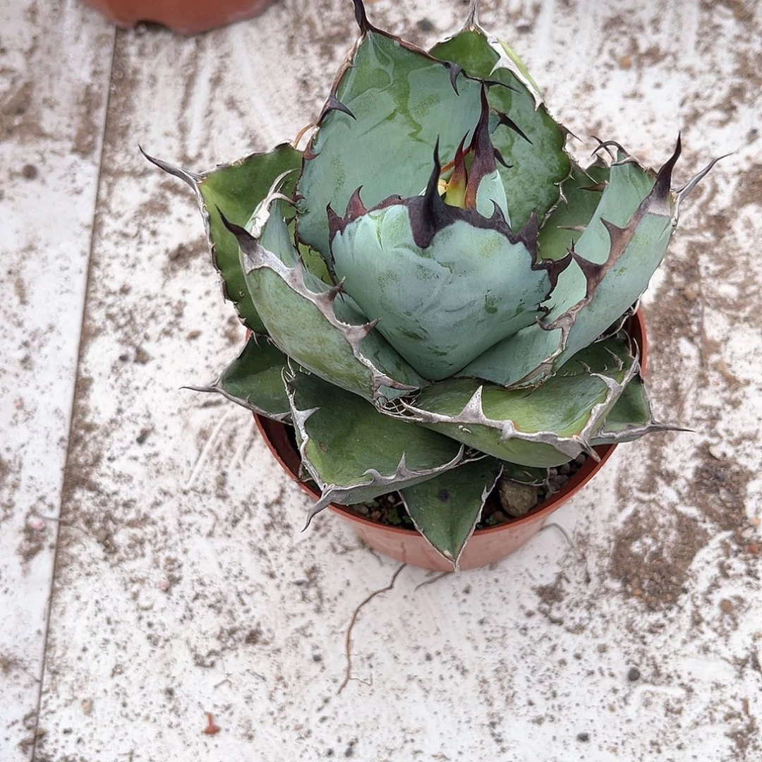 广***套龙舌兰蓝鲸20