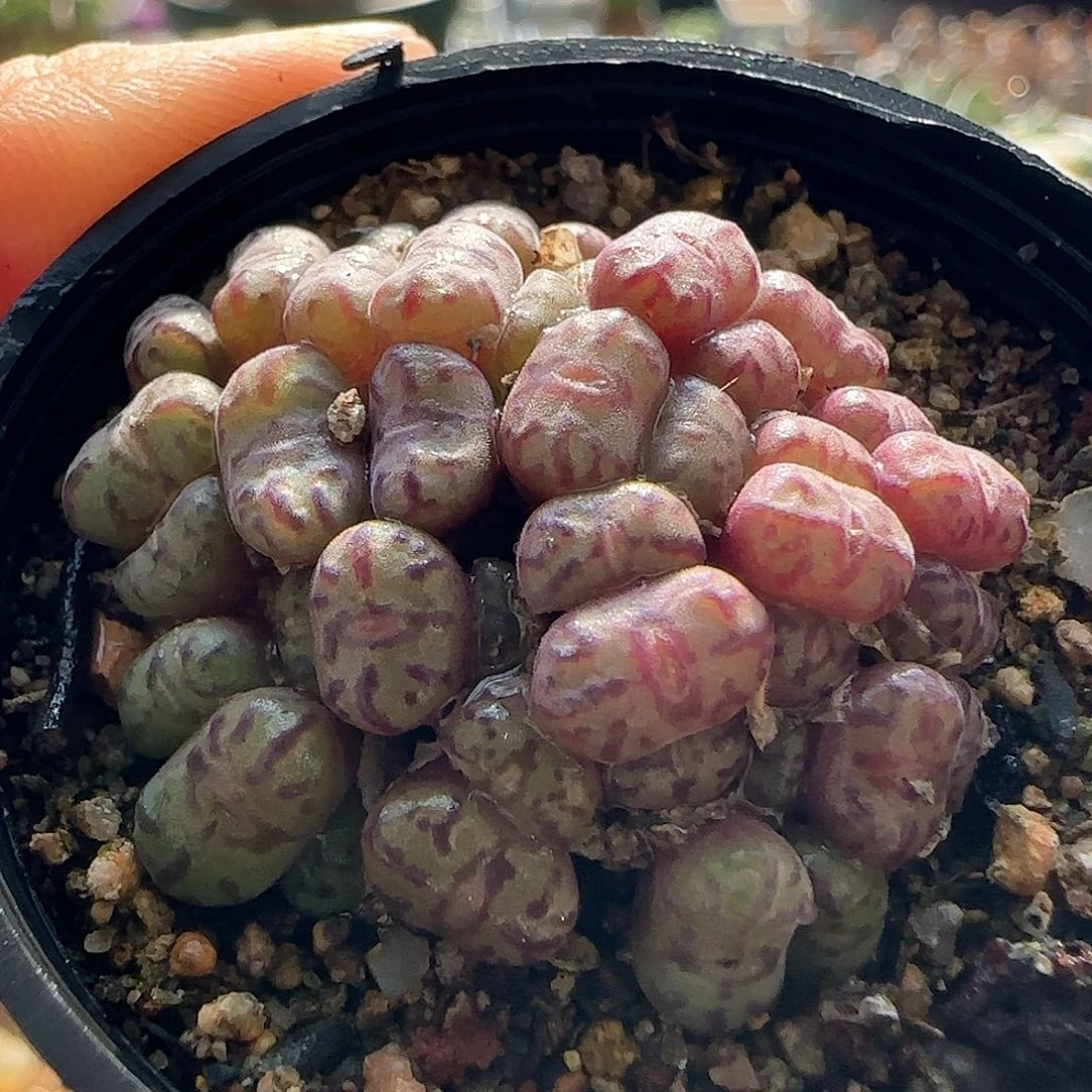 脱土发货28包邮25571