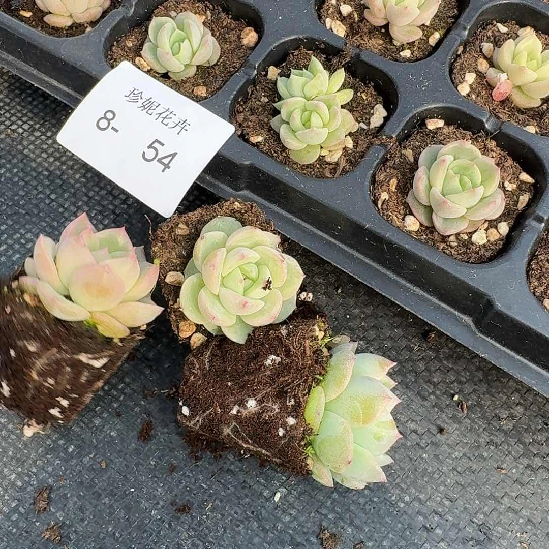 289号珍妮三颗量拍8-54