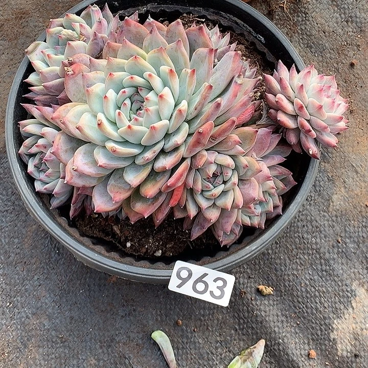 963卡罗拉 一物一拍多肉