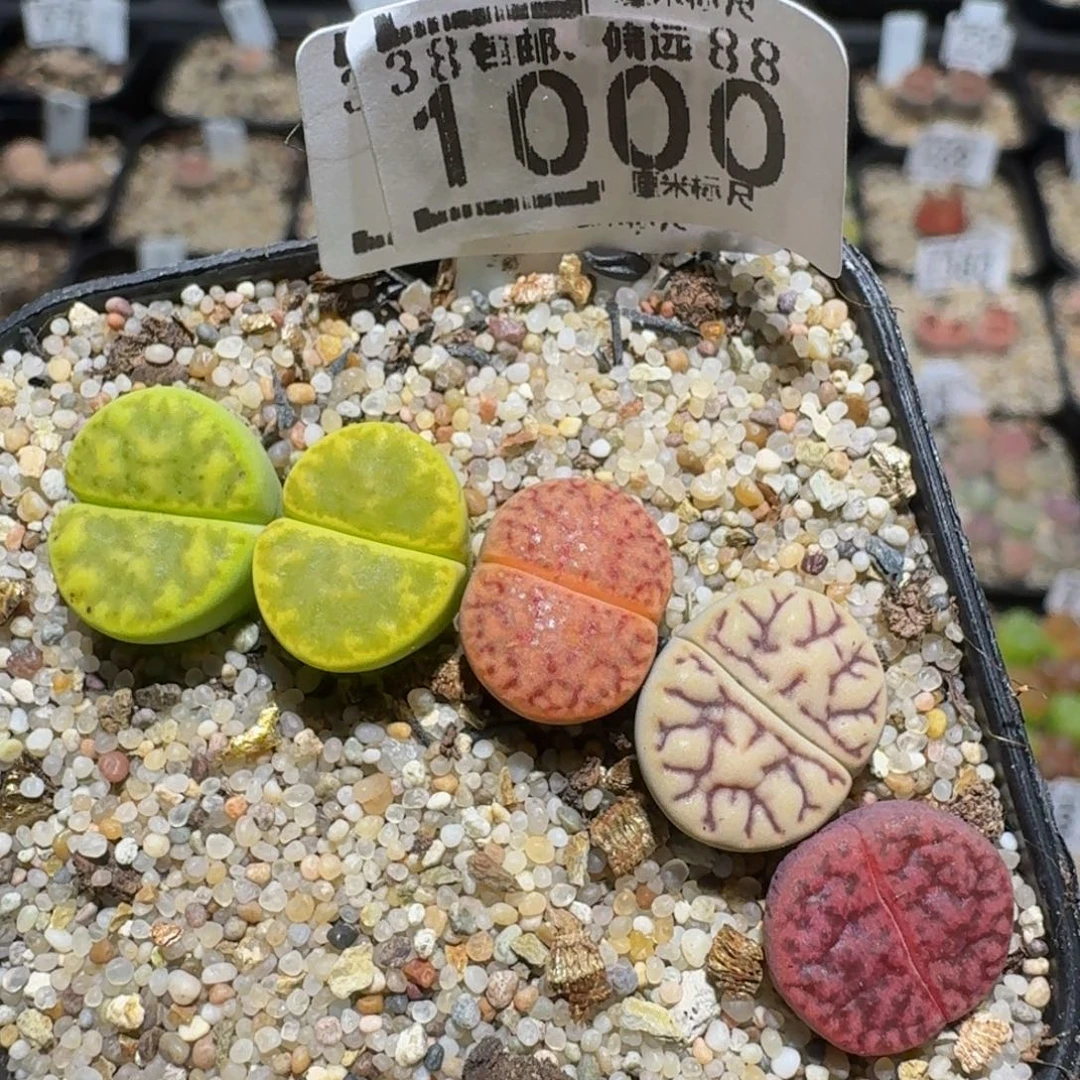 zzzzzz生石花肉锥1000